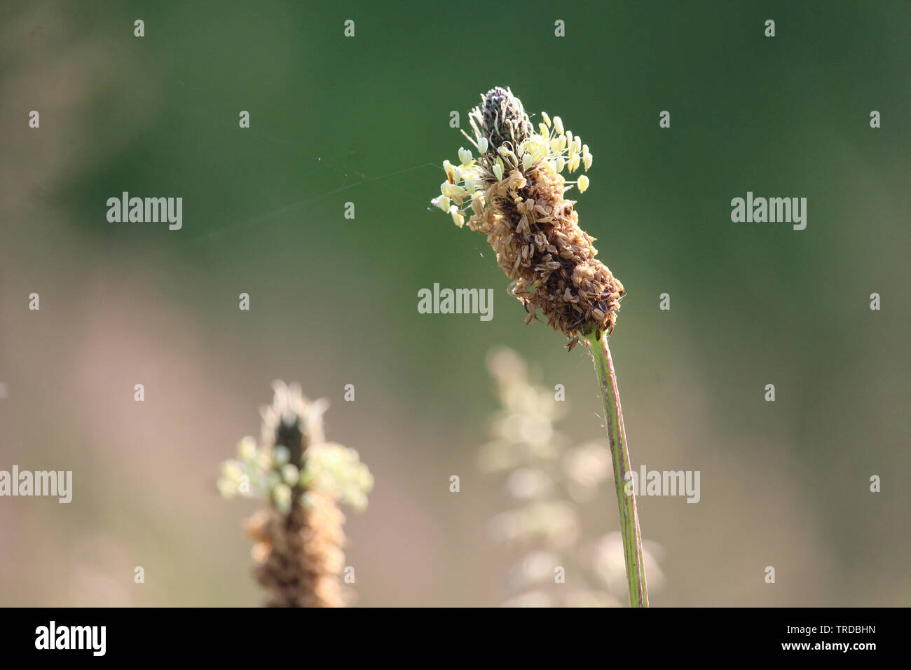 L'inhabituelle capitule de Plantago étroites lancéolées également connu sous le nom de plantain à feuilles. De plus en plus à l'extérieur dans un cadre naturel. Banque D'Images