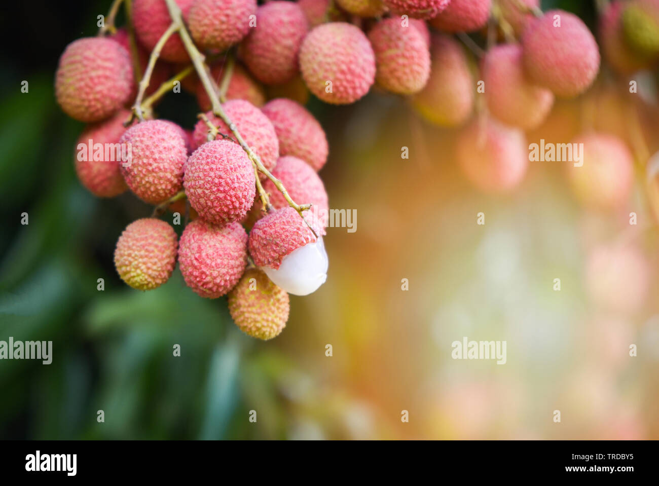 Fruits frais mûrs Litchi Litchi s'accrochent à l'arbre du jardin Banque D'Images