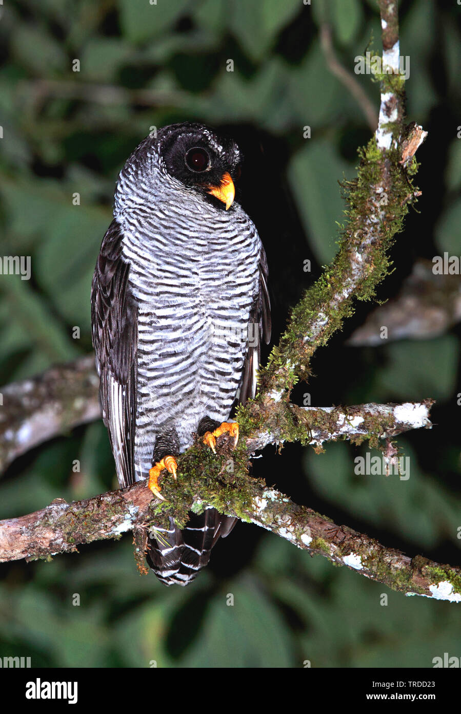 Black & White Owl (Ciccaba nigrolineata), Suedamerika Banque D'Images