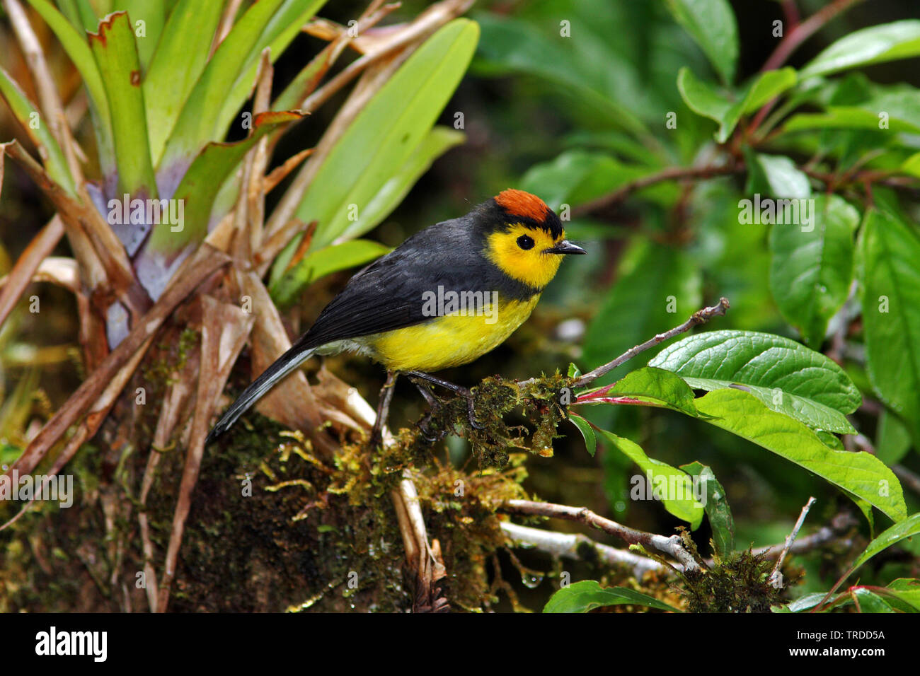 Collier paruline flamboyante (Myioborus torquatus), l'Amérique du Sud Banque D'Images