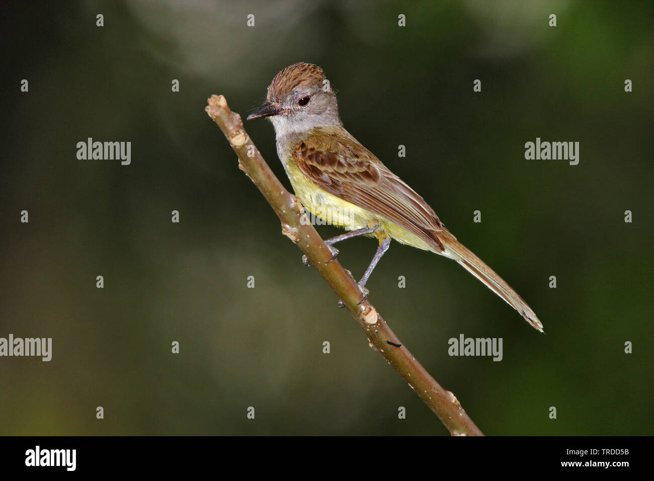 (Myiarchus panamensis Panama flycatcher), Suedamerika Banque D'Images