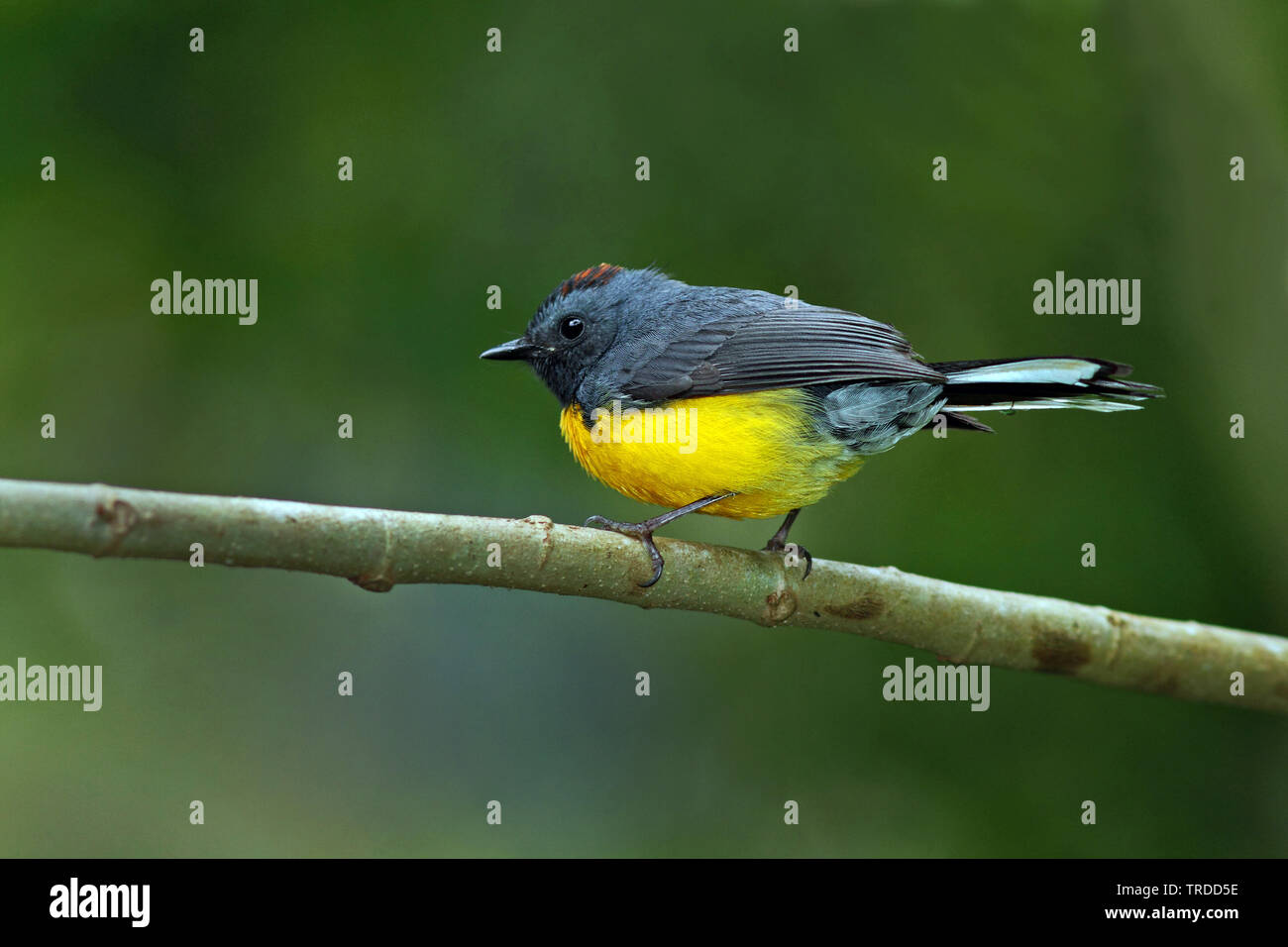 Slate-throated paruline flamboyante (Myioborus miniatus comptus, Myioborus comptus), l'Amérique du Sud Banque D'Images