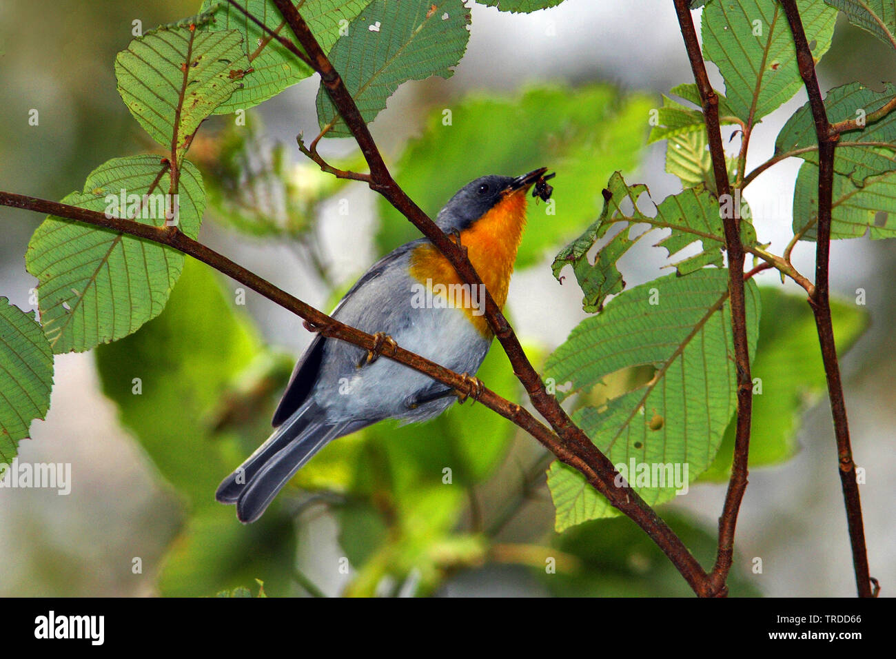 Paruline à gorge de flamme (Paruline à collier gutturalis), l'Amérique du Sud Banque D'Images