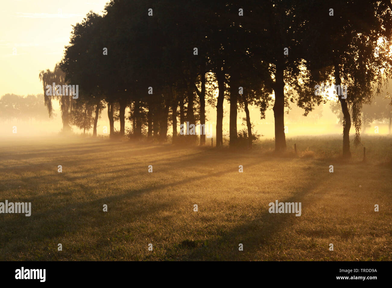 Les pâturages et les rangées d'arbres avec brouillard au sol au lever du soleil, Pays-Bas, Reestdal Banque D'Images