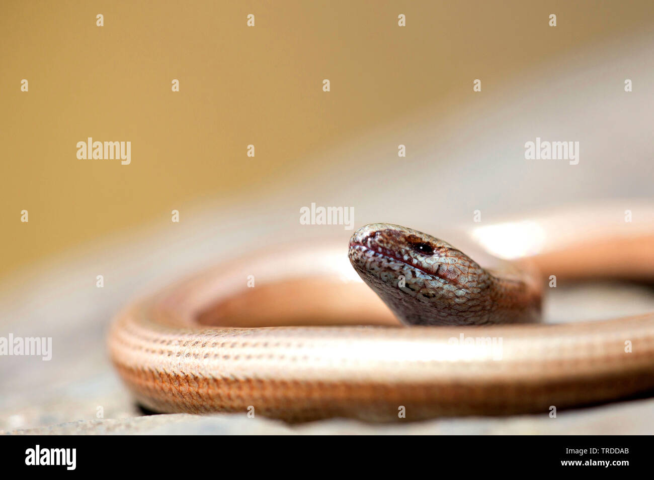 Ver lent européenne, blindworm, slow worm (Anguis fragilis), un bain de soleil sur un rocher, Belgique Banque D'Images