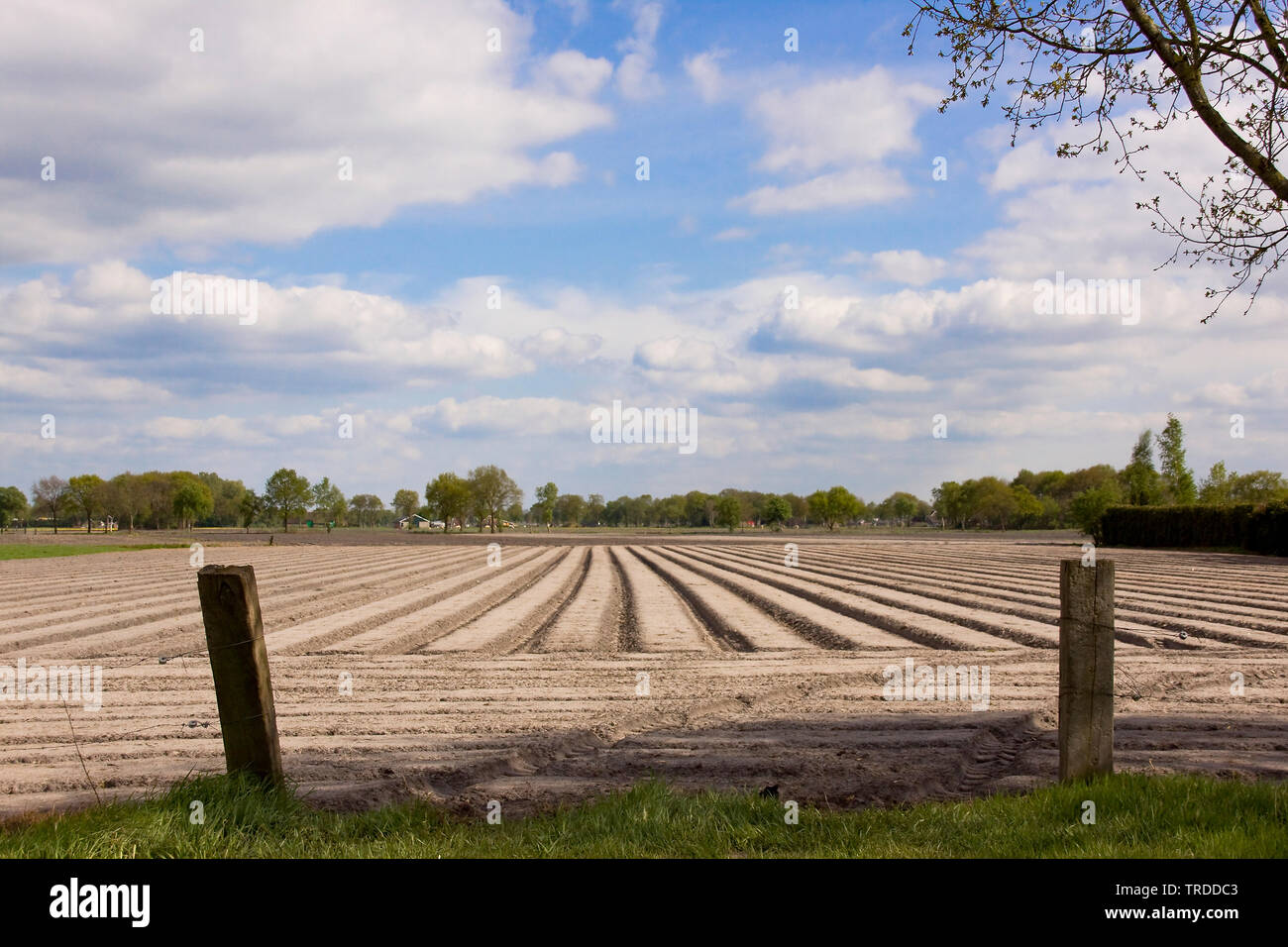 Champ d'asperges, Pays-Bas Banque D'Images