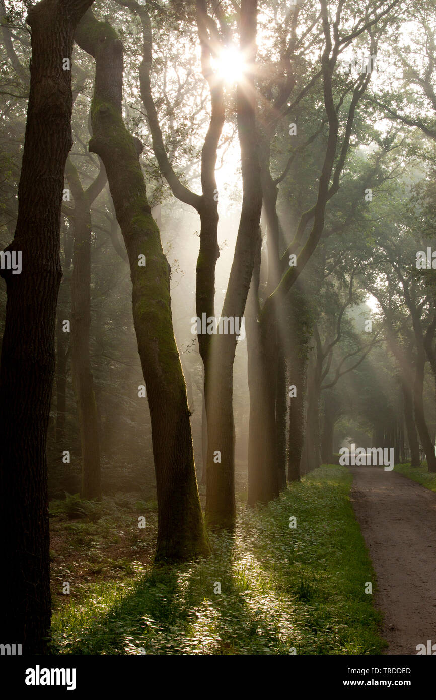 Les faisceaux lumineux dans une forêt, Landgoed Eerde, Pays-Bas, Landgoed Eerde Banque D'Images