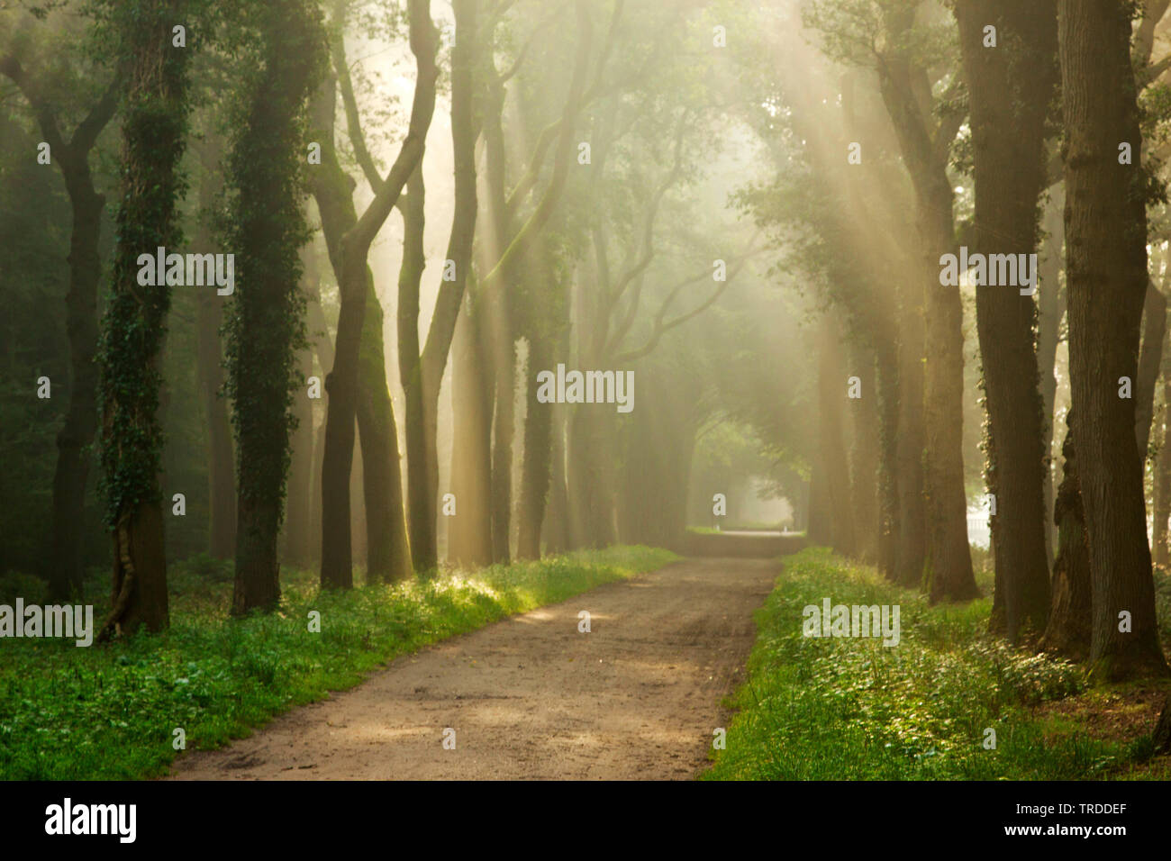 Les faisceaux lumineux dans une forêt, Landgoed Eerde, Pays-Bas, Landgoed Eerde Banque D'Images