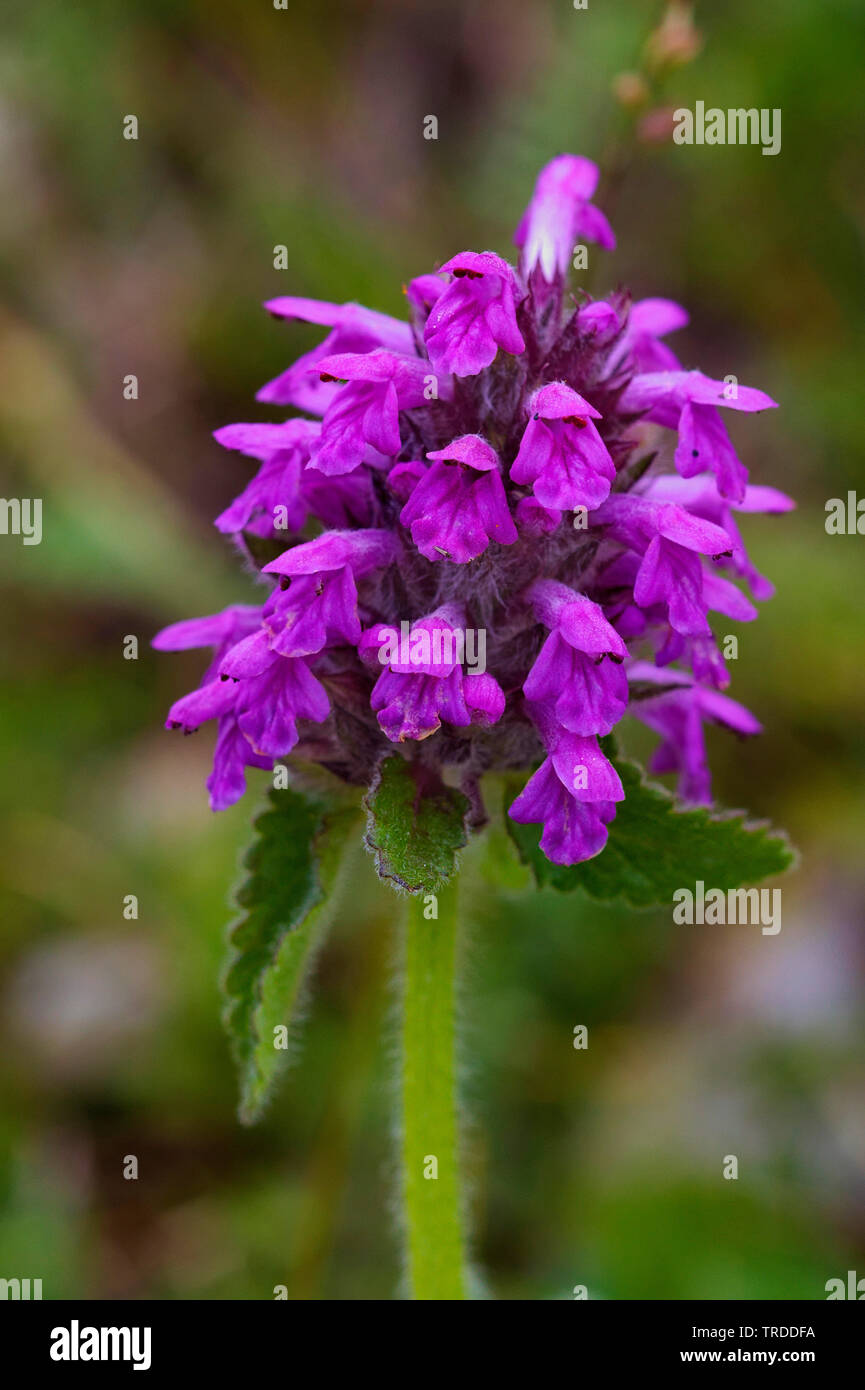 Betony, bétoine, Purple betony, Bishopwort (Betonica officinalis, Stachys officinalis), l'inflorescence, Italie Banque D'Images