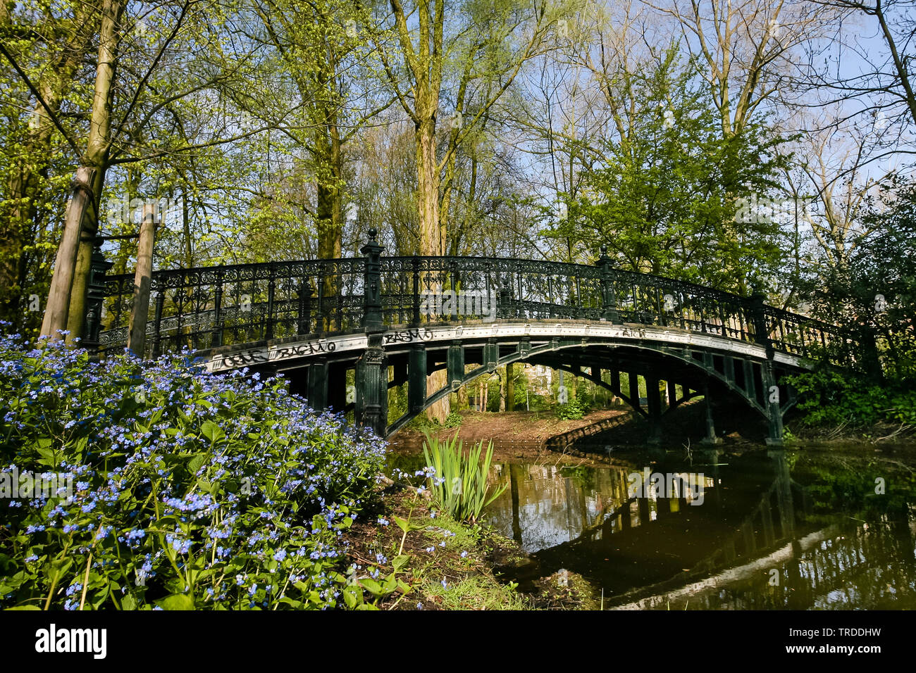 Navelwort, Blue-eyed Mary (Omphalodes verna), bridge dans un parc de la ville d'Amsterdam au printemps, Pays-Bas, nord des Pays-Bas, Amsterdam Banque D'Images