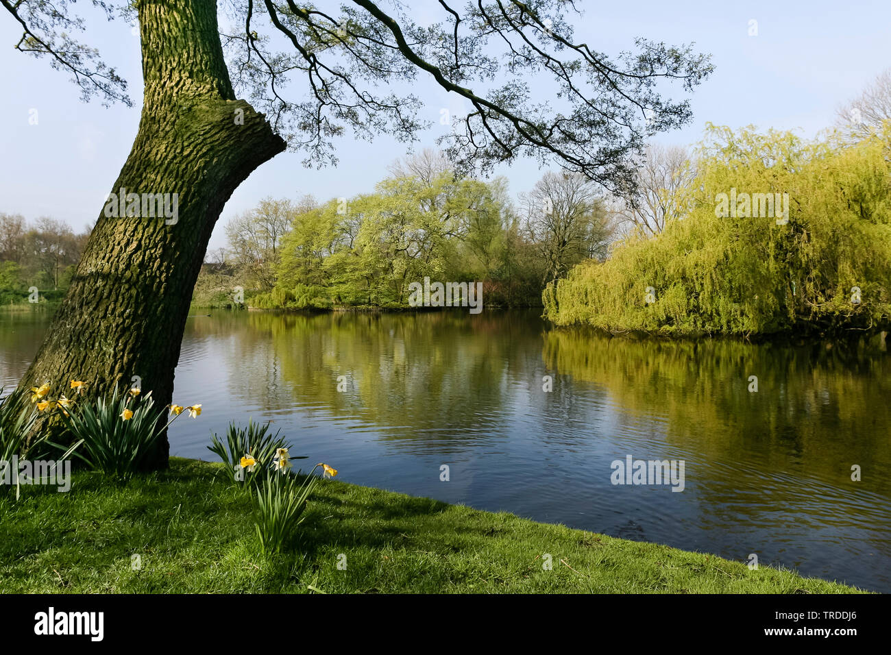 Le chêne commun, le chêne pédonculé, chêne pédonculé (Quercus robur. Quercus walkeri), old Oak Park à Amsterdam au printemps, Pays-Bas, nord des Pays-Bas, Amsterdam Banque D'Images