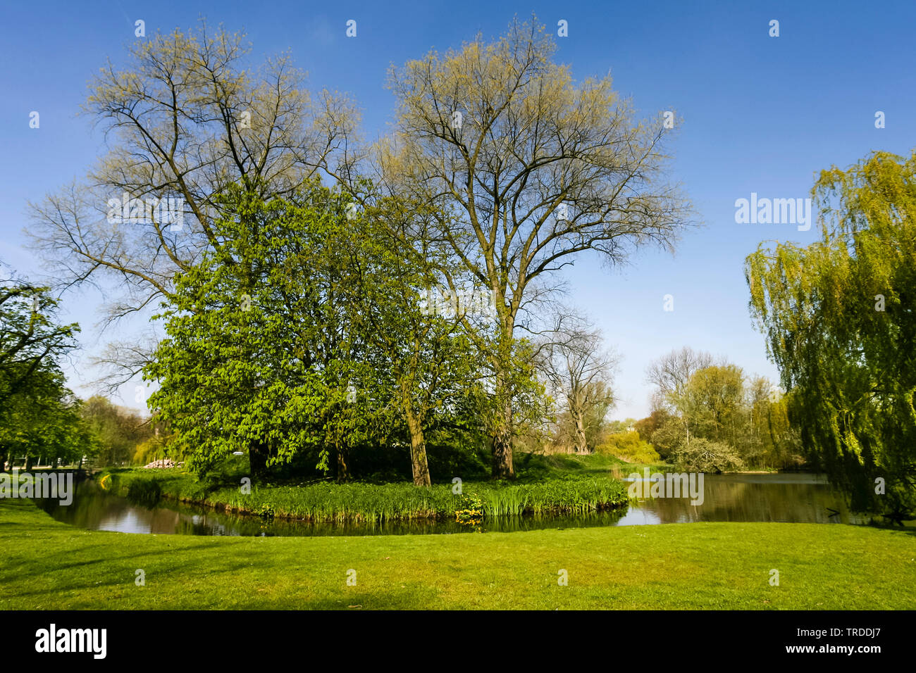Le chêne commun, le chêne pédonculé, chêne pédonculé (Quercus robur. Quercus walkeri), l'île dans un parc de l'étang au printemps à Amsterdam, Pays-Bas, nord des Pays-Bas, Amsterdam Banque D'Images