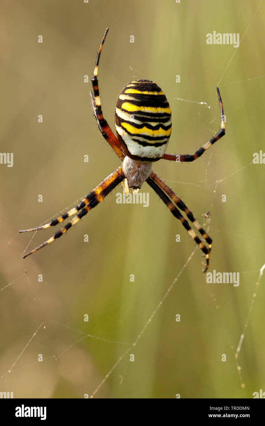 Noir et jaune argiope, noir et jaune spider Argiope bruennichi (jardin), dans le CEW, Pays-Bas Banque D'Images