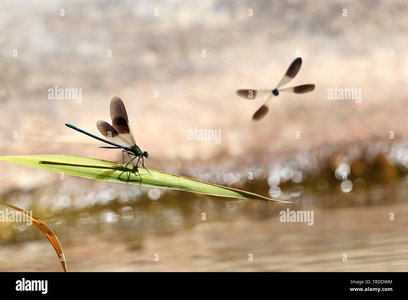Demoiselle (Calopteryx xanthostoma ouest), demoiselles au bord de l'eau, France Banque D'Images