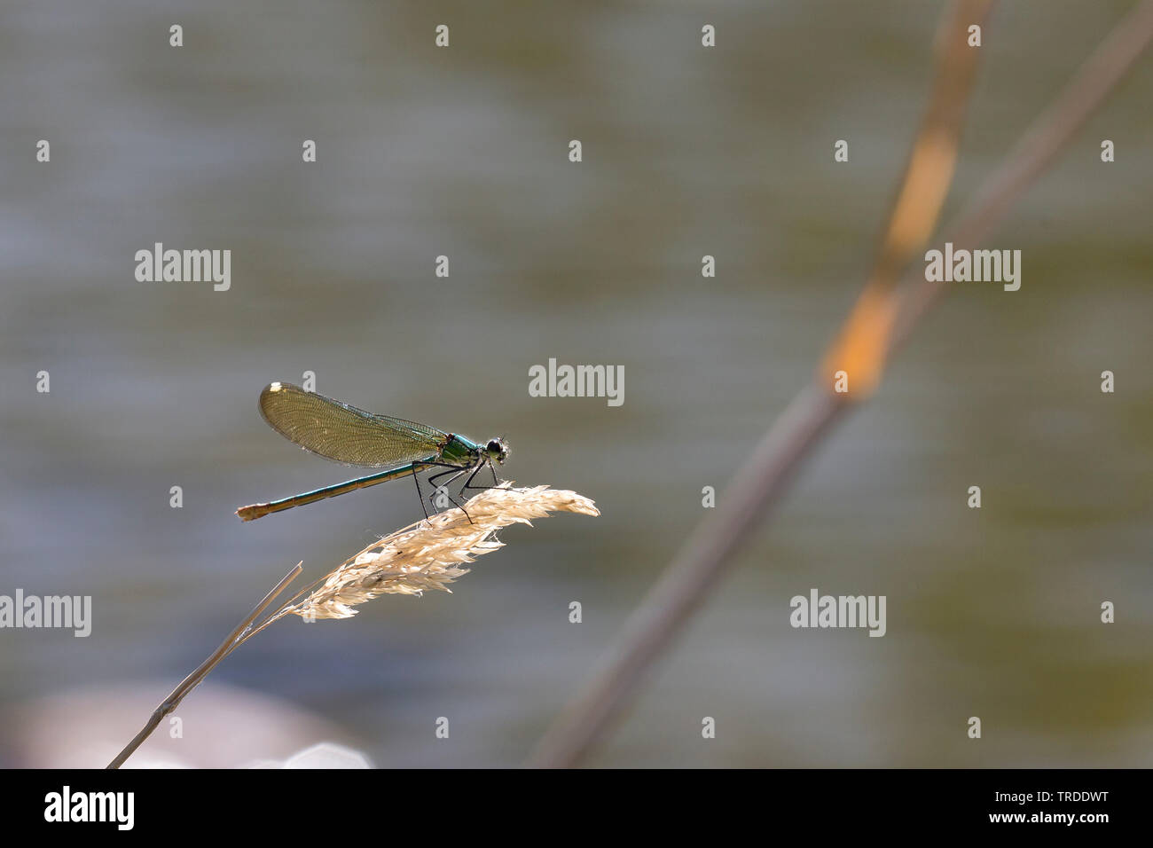 Demoiselle (Calopteryx xanthostoma de l'Ouest), au bord de l'eau, France Banque D'Images