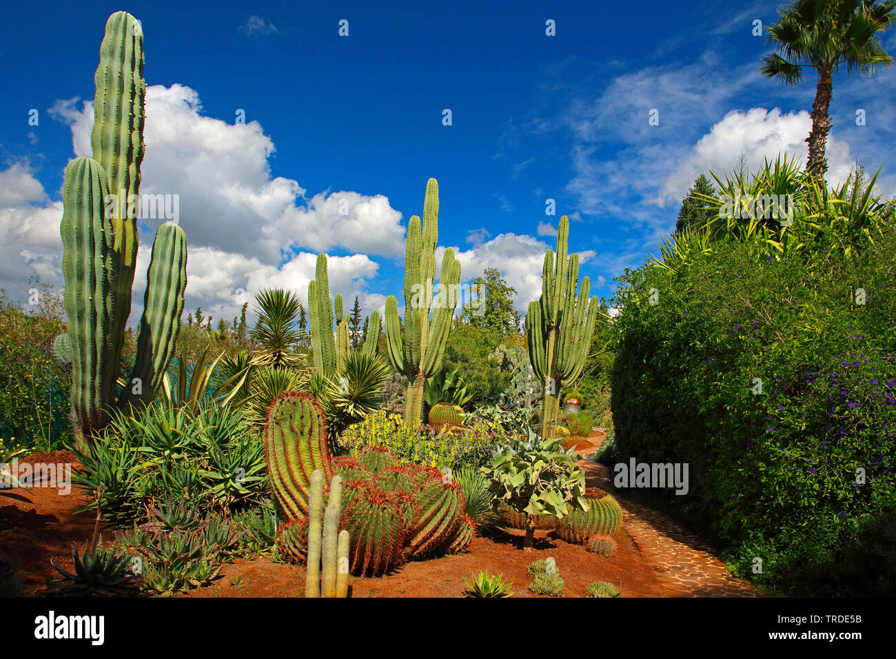 Jardin de cactus, Maroc, Marrakech Banque D'Images