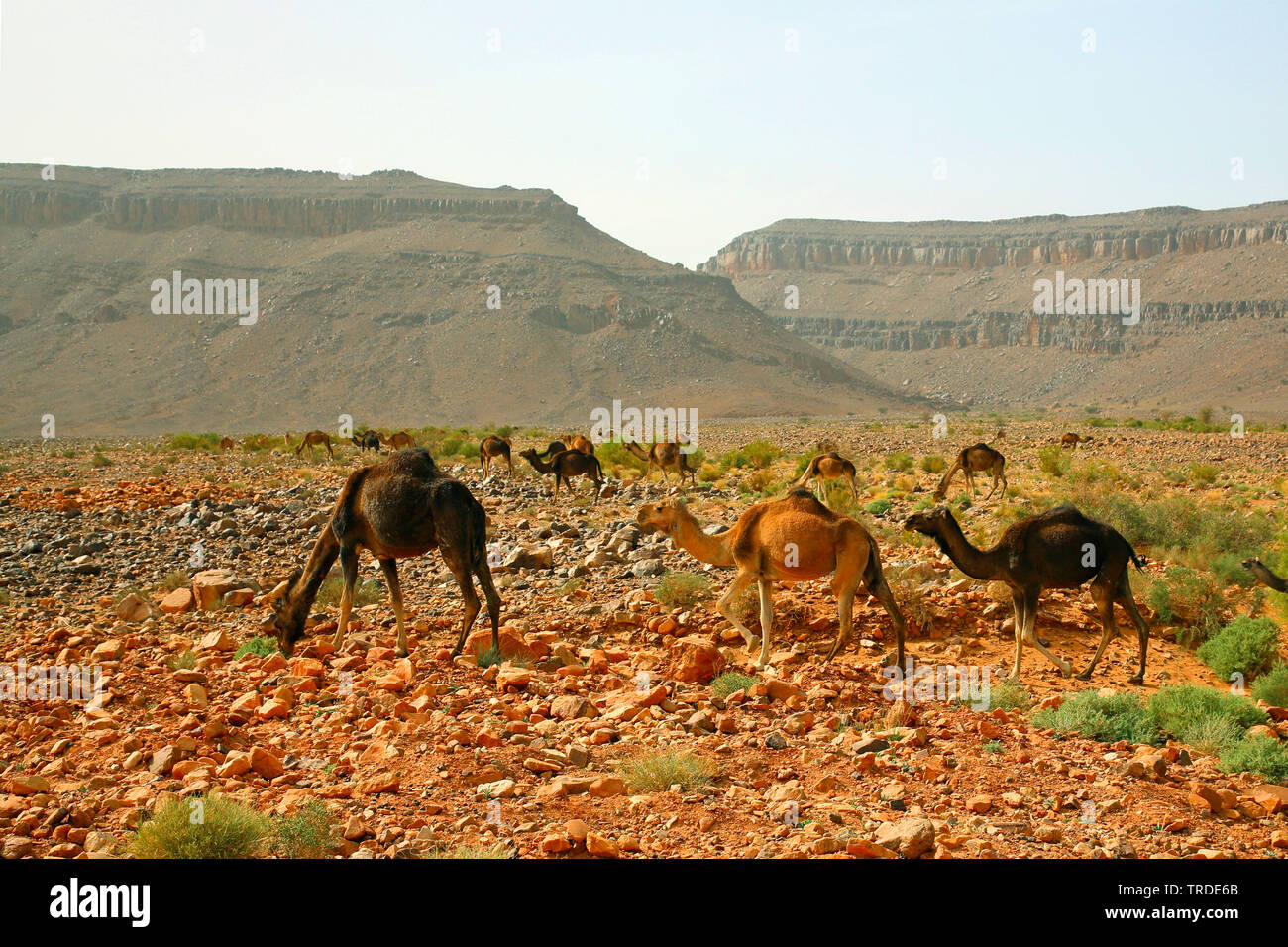 Un dromadaire, chameau (Camelus dromedarius), groupe de chameaux le désert rocheux, Maroc, Boumalne Banque D'Images