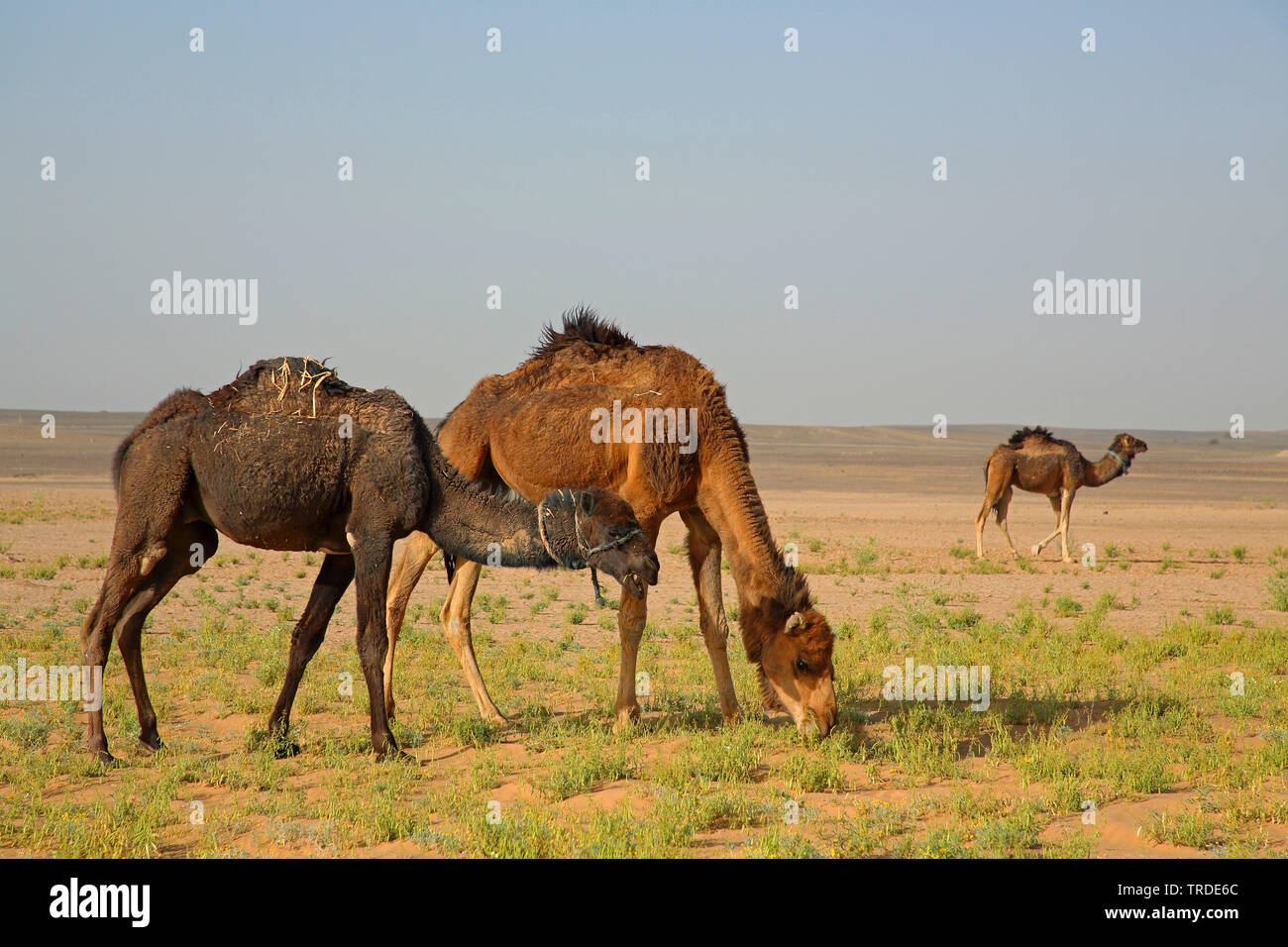 Un dromadaire, chameau (Camelus dromedarius), l'alimentation des chameaux dans le désert, Maroc, Boumalne Banque D'Images