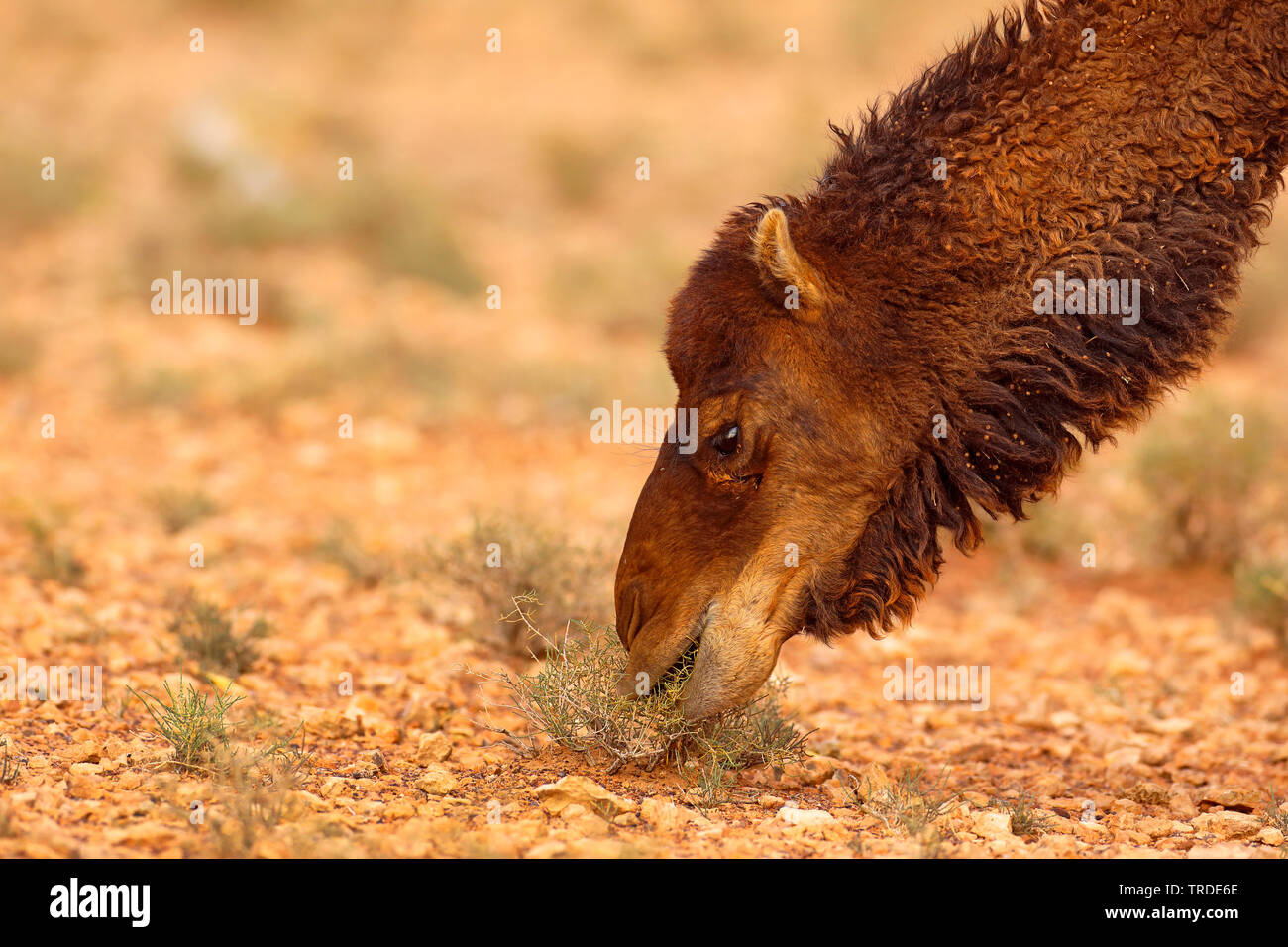 Un dromadaire, chameau (Camelus dromedarius), l'alimentation dans le désert rocailleux, portrait, Maroc, Boumalne Banque D'Images