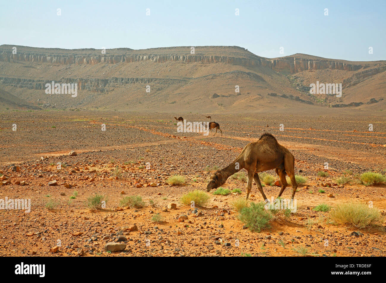 Un dromadaire, chameau (Camelus dromedarius), l'alimentation dans le désert rocailleux, Maroc, Boumalne Banque D'Images