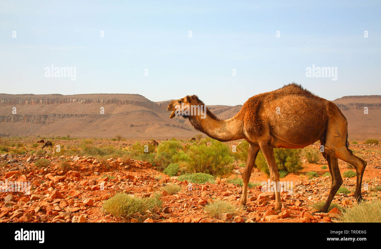 Un dromadaire, chameau (Camelus dromedarius), la marche à travers le désert rocailleux, Maroc, Boumalne Banque D'Images