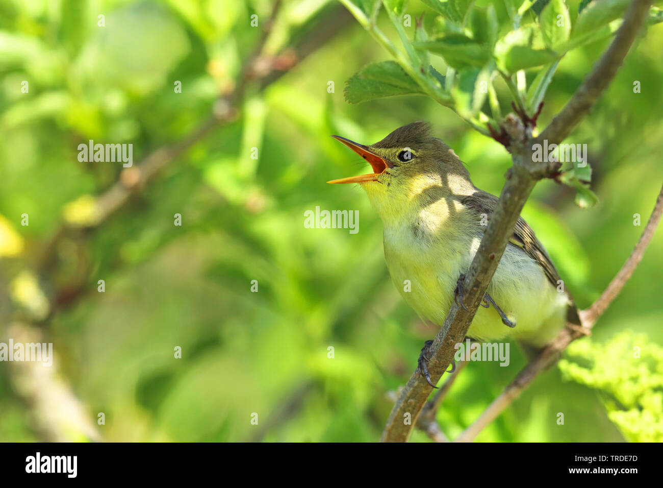 Hippolais icterina icterine warbler (chant), dans un arbuste, Pays-Bas, Frise Banque D'Images