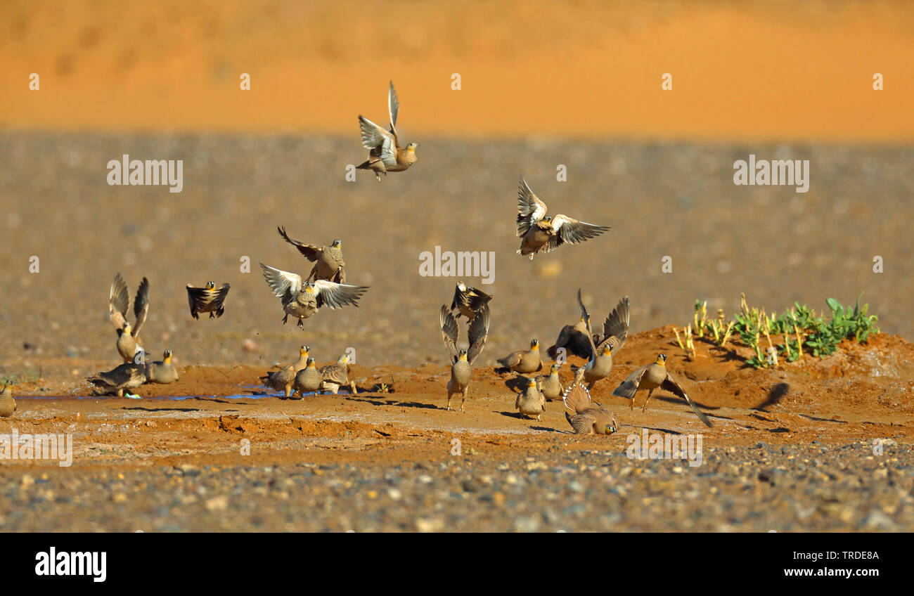 Ganga couronné (Pterocles coronatus), voler jusqu'à un lieu de l'eau des troupes dans le désert, le Maroc Banque D'Images