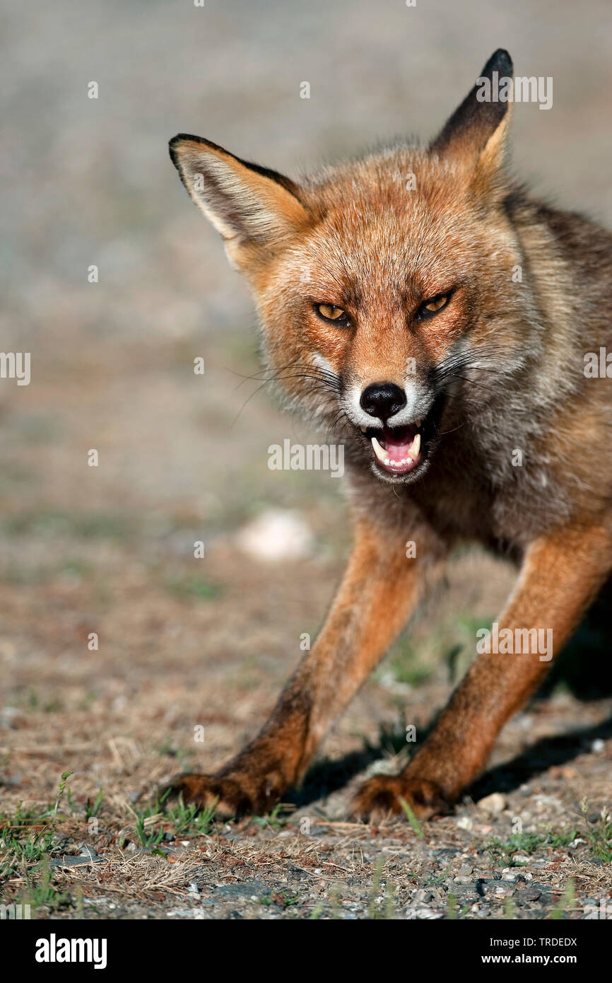 Renard Ruse Angry red fox close up Banque de photographies et d’images à haute ...