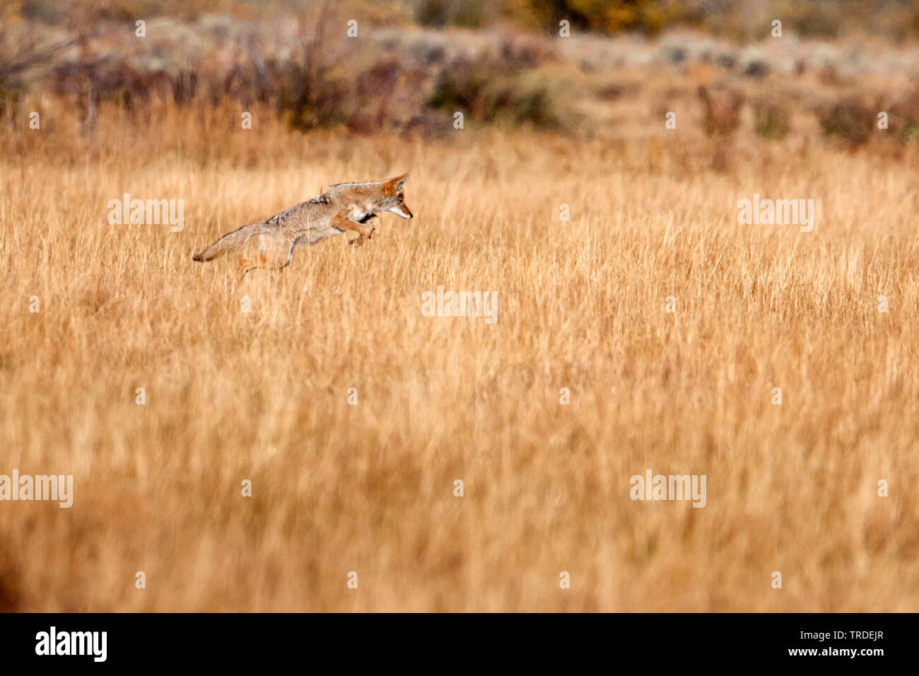 Le coyote (Canis latrans), chasse, USA, Wyoming, Grand Teton National Park Banque D'Images