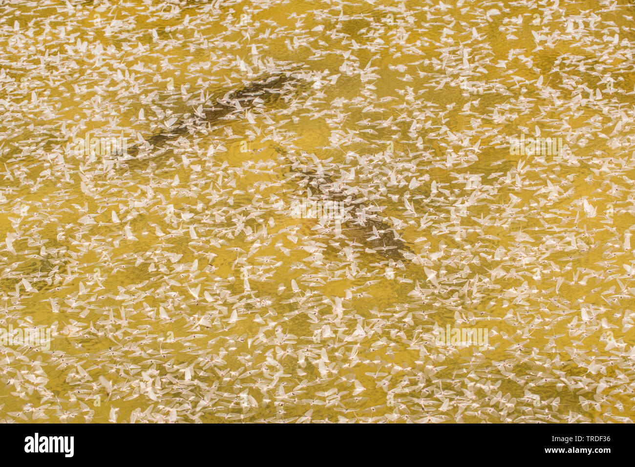 Ephoron virgo vierge (éphémères, Polymitarcis vierge), qui dérive à la surface de l'eau après la ponte au-dessus de beaucoup de jaune d'œufs sur le lit, l'Allemagne, la Bavière Banque D'Images