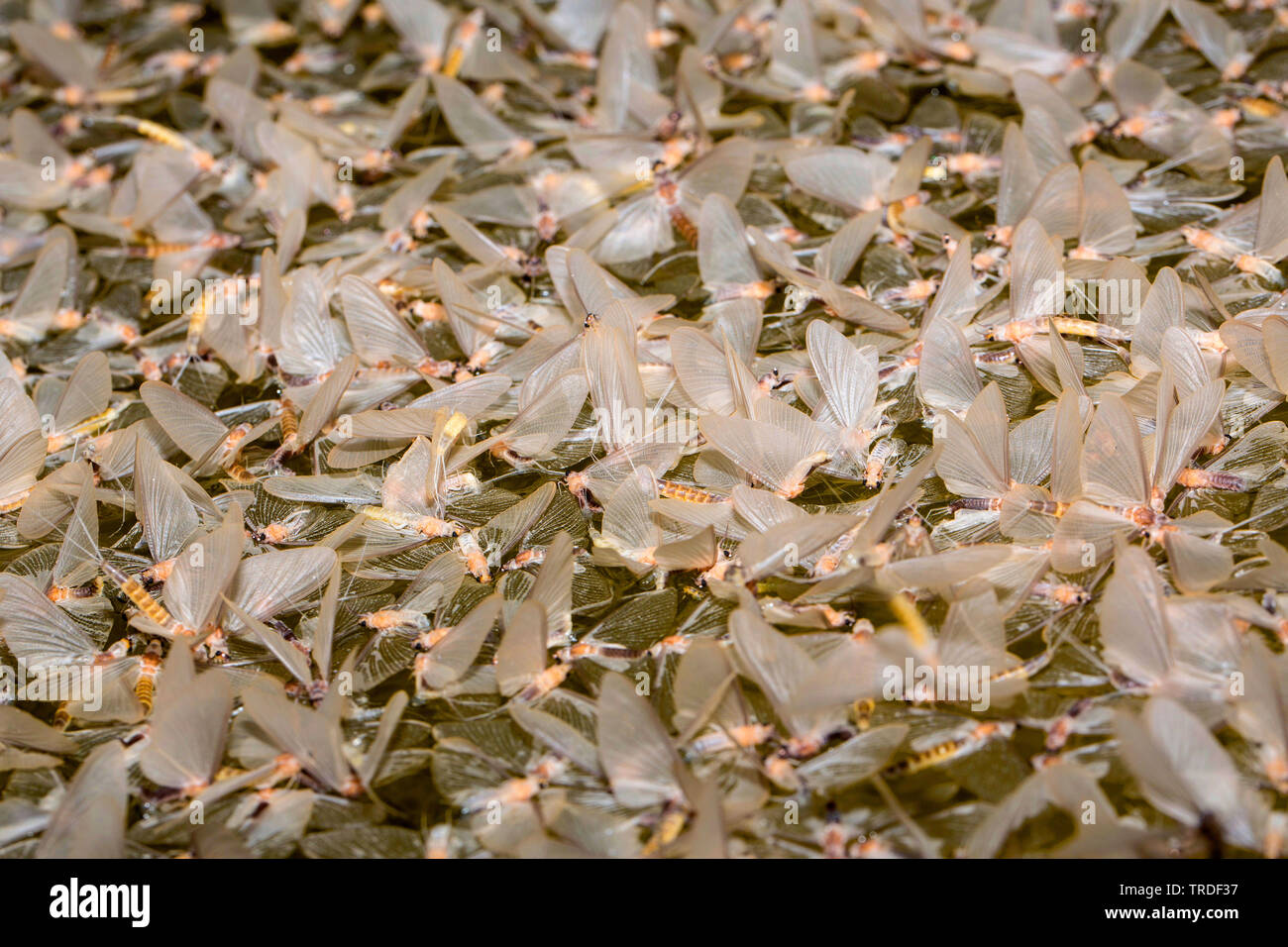 Ephoron virgo vierge (éphémères, Polymitarcis vierge), beaucoup de femelles avec des oeufs translucides à la dérive sur la surface de l'eau, de l'Allemagne, la Bavière Banque D'Images