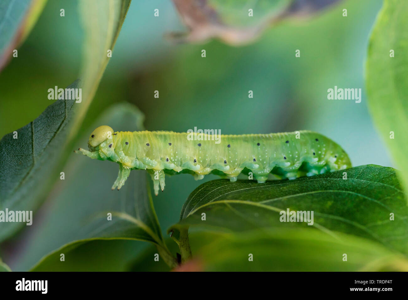 (Cimbex connatus), Caterpillar se nourrissant de Cornus, Germany Banque D'Images