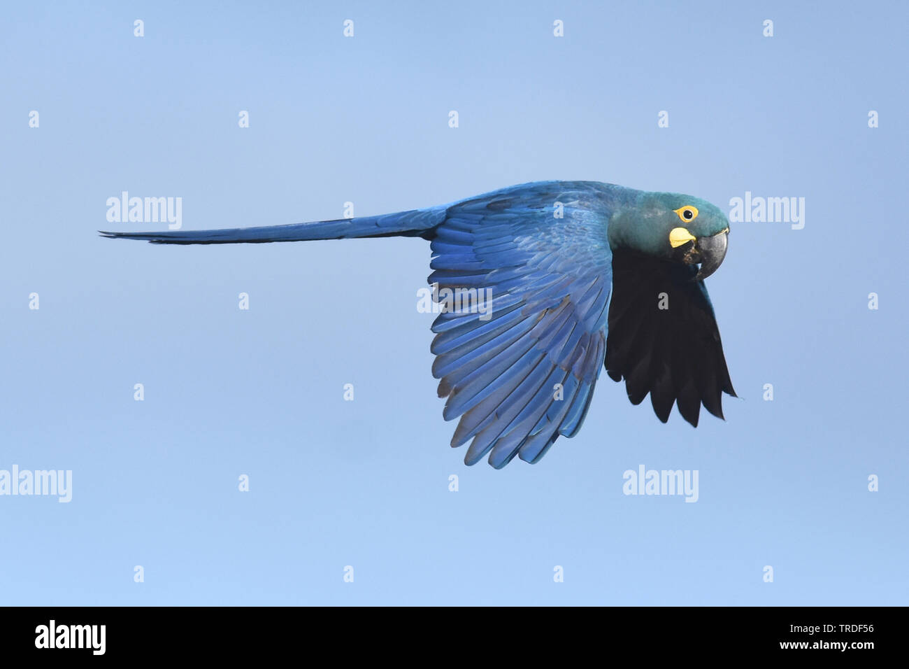 Indigo macaw (Anodorhynchus leari), une espèce très avec une gamme très limitée au brésil, brésil Banque D'Images