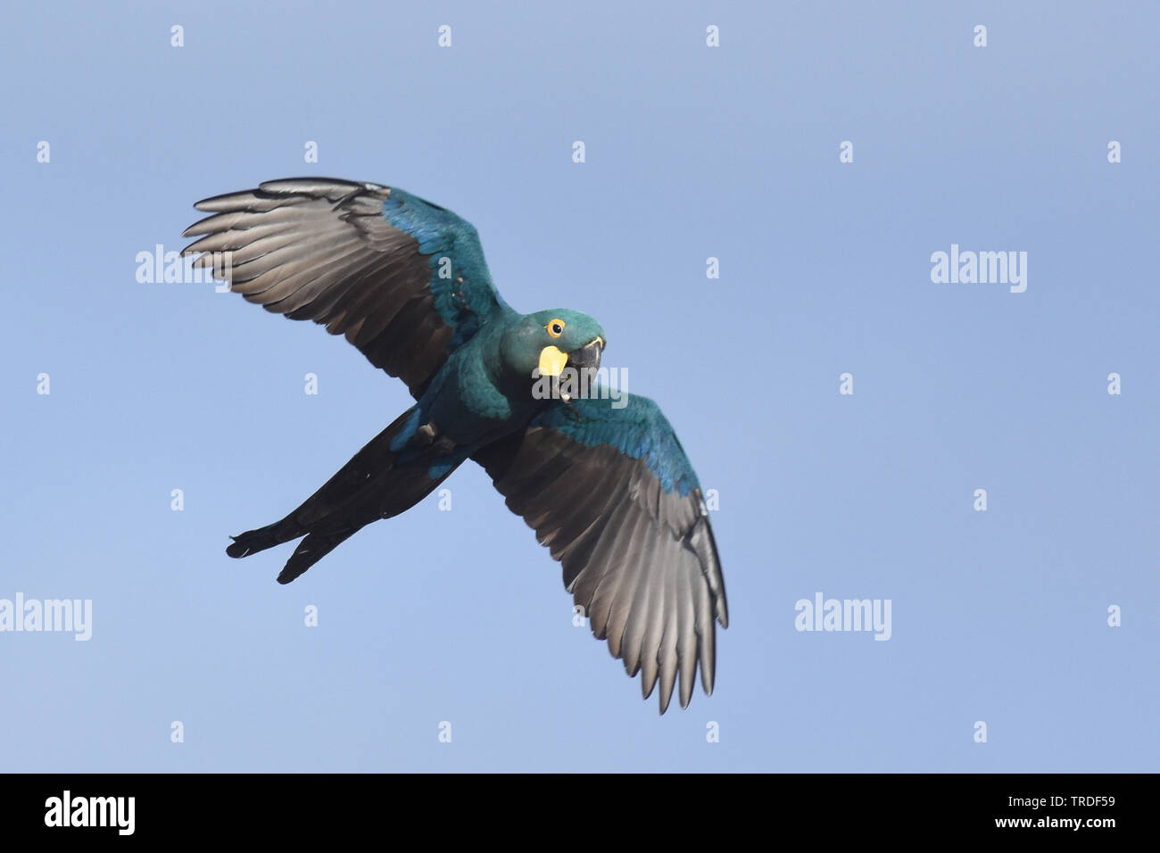 Indigo macaw (Anodorhynchus leari), une espèce très avec une gamme très limitée au brésil, brésil Banque D'Images