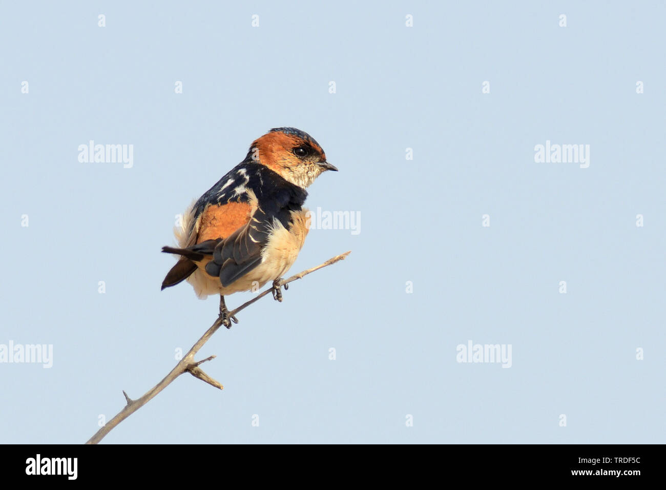 Hirondelle rousseline (Hirundo daurica Cecropis daurica, daurica), perché sur une branche, l'Inde, Gujarat Banque D'Images