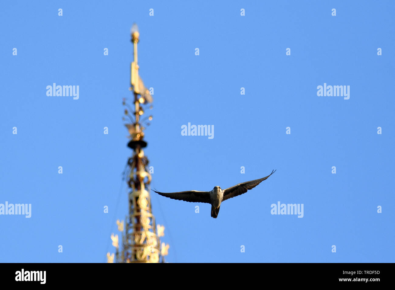 Poste pèlerin (Falco jugger), en vol en Asie, Birmanie Banque D'Images