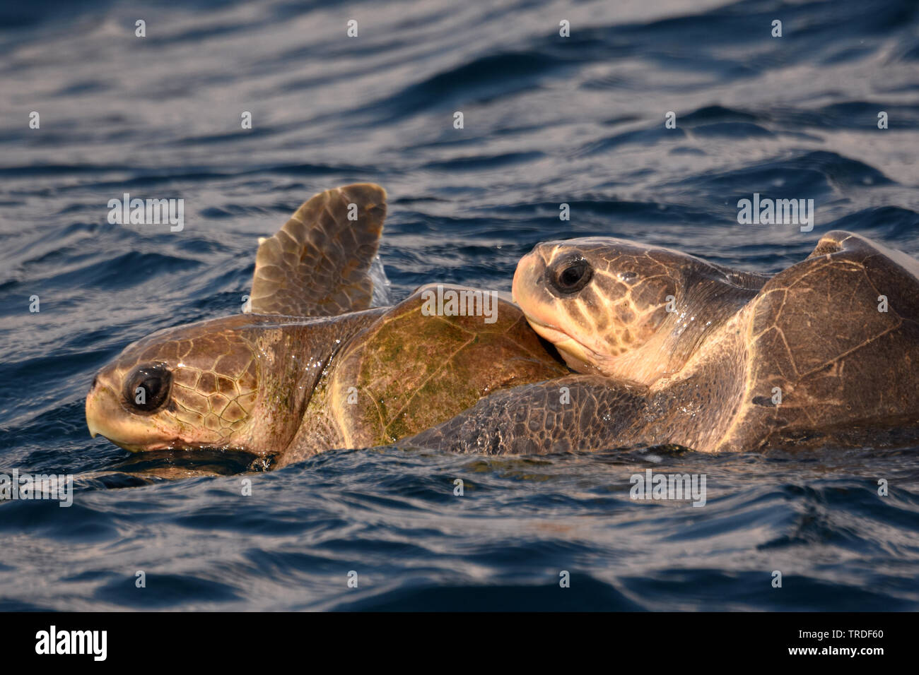 Pacifique, olivâtres tortue, tortue, tortue du Pacifique (Lepidochelys olivacea), l'accouplement dans l'eau, Sri Lanka Banque D'Images