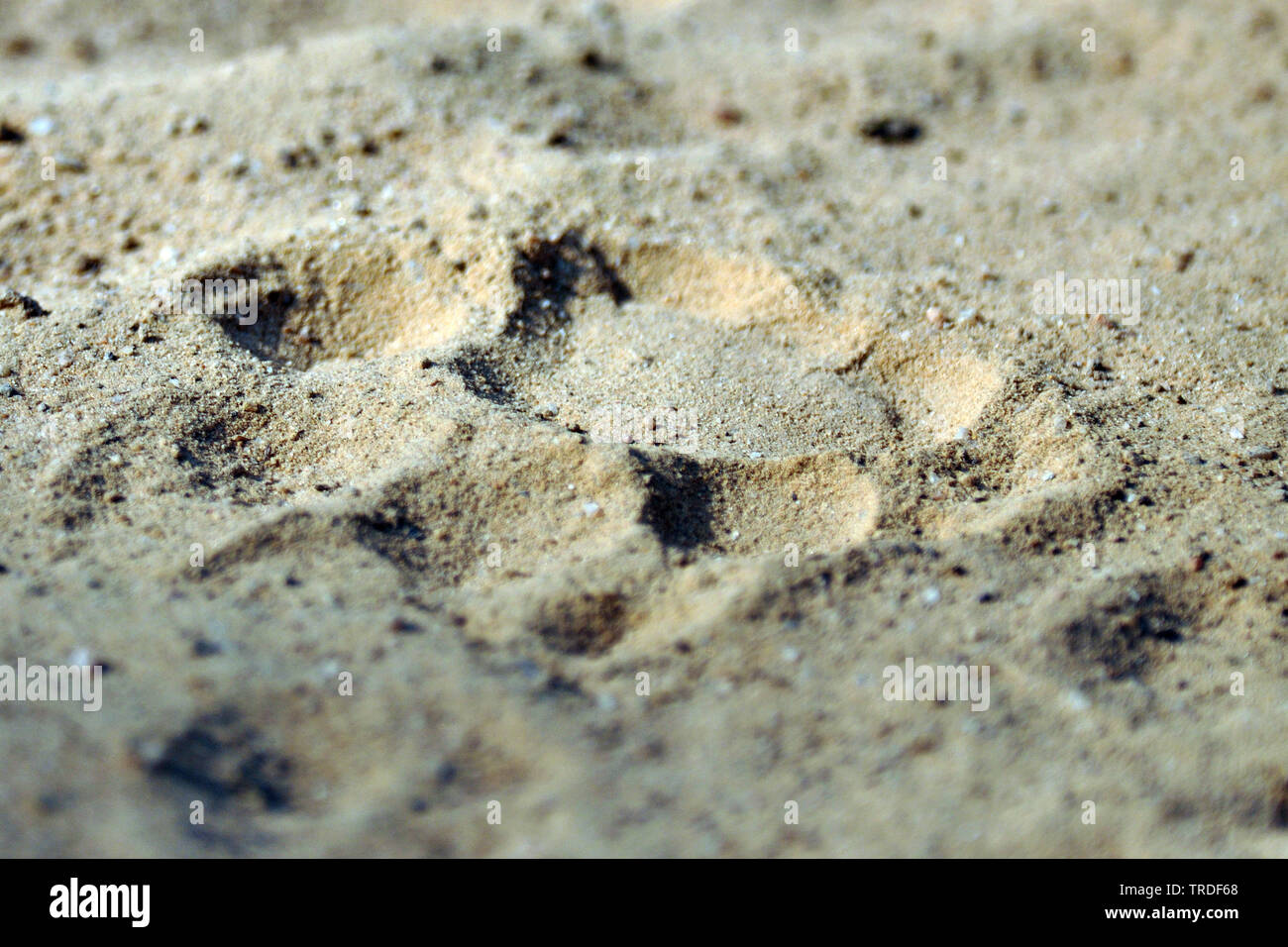 Jaguar (Panthera onca), des empreintes de pas dans le sable, Brésil Banque D'Images