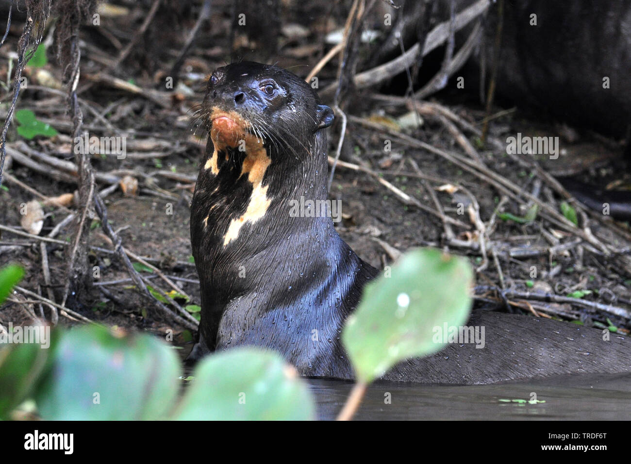 La loutre géante (Pteronura brasiliensis), Brésil Banque D'Images