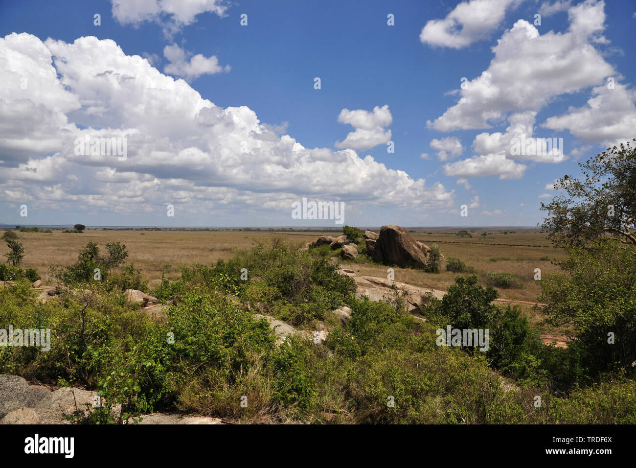 Paysage, le Parc National du Serengeti, Tanzanie Banque D'Images
