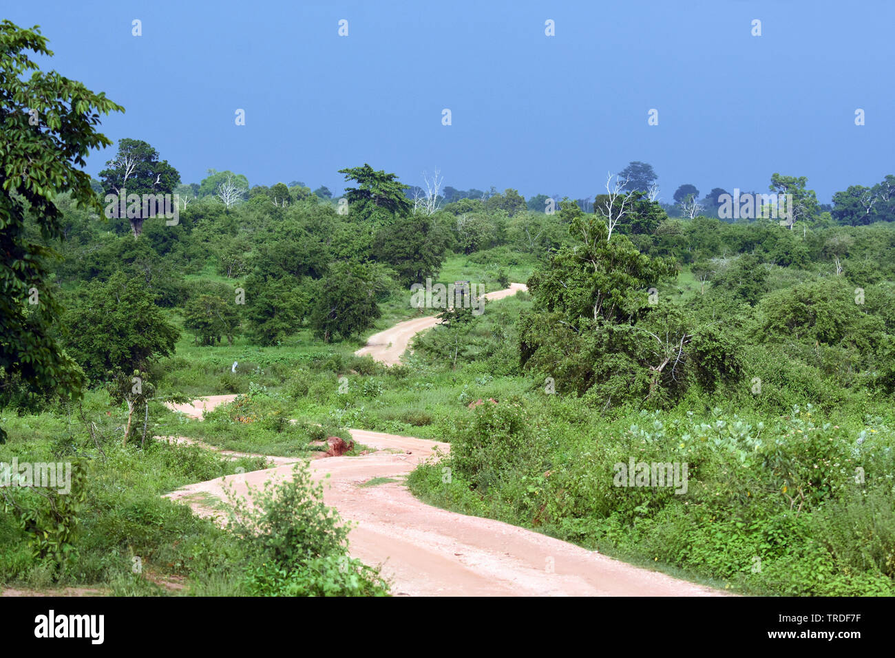 Road dans le parc national, le Sri Lanka, le parc national Udawalawe Banque D'Images
