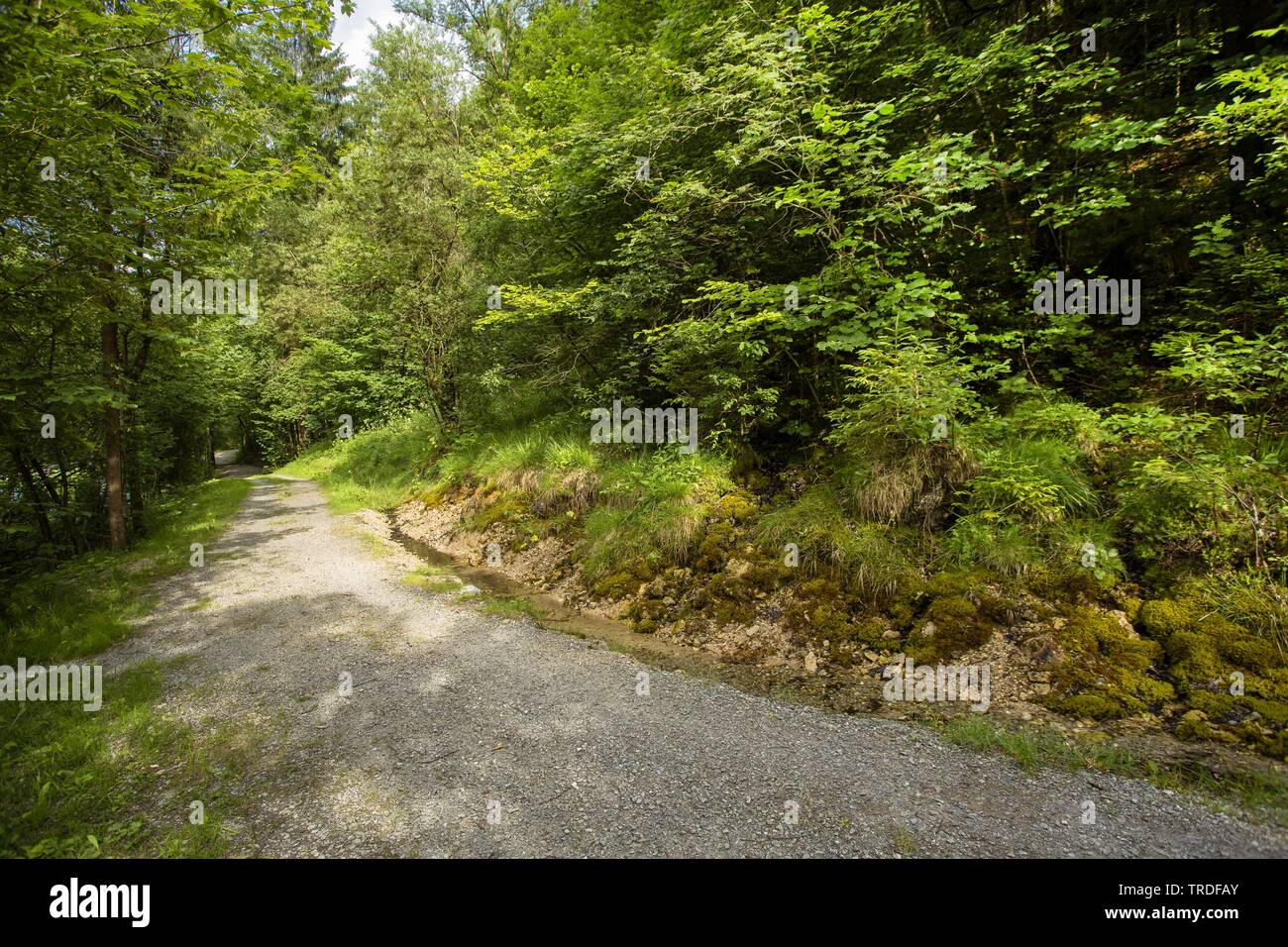 Chemin ensoleillé dans la forêt de montagne, l'Allemagne, Bavière, Oberbayern, Haute-Bavière Banque D'Images