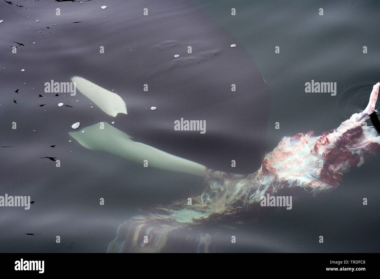 Orca, grand, de l'épaulard (Orcinus orca) grampus, manger carcas, États-Unis, Californie Banque D'Images