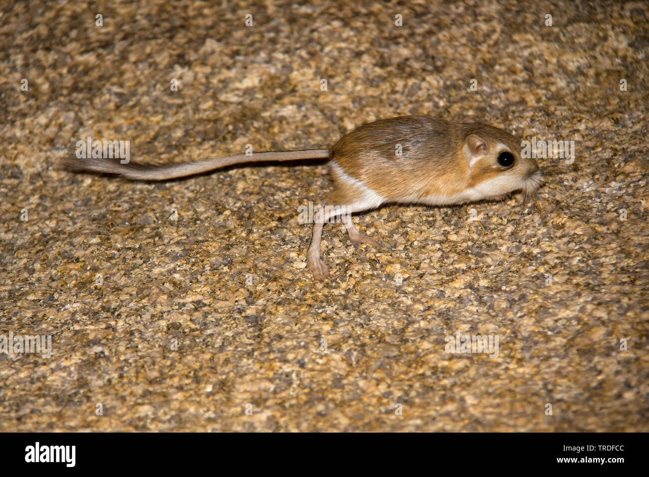 Kangaroo Rats Banque D Image Et Photos Alamy Kangaroo Rats Banque D Image Et Photos Alamy