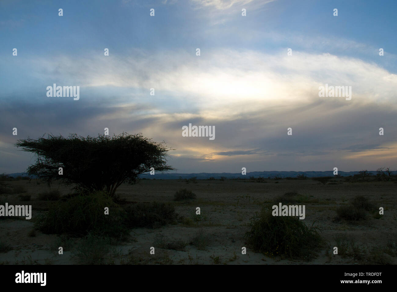 Près de Scrub Hazeva, nord de la vallée de l'Arava, Israël, Néguev Banque D'Images