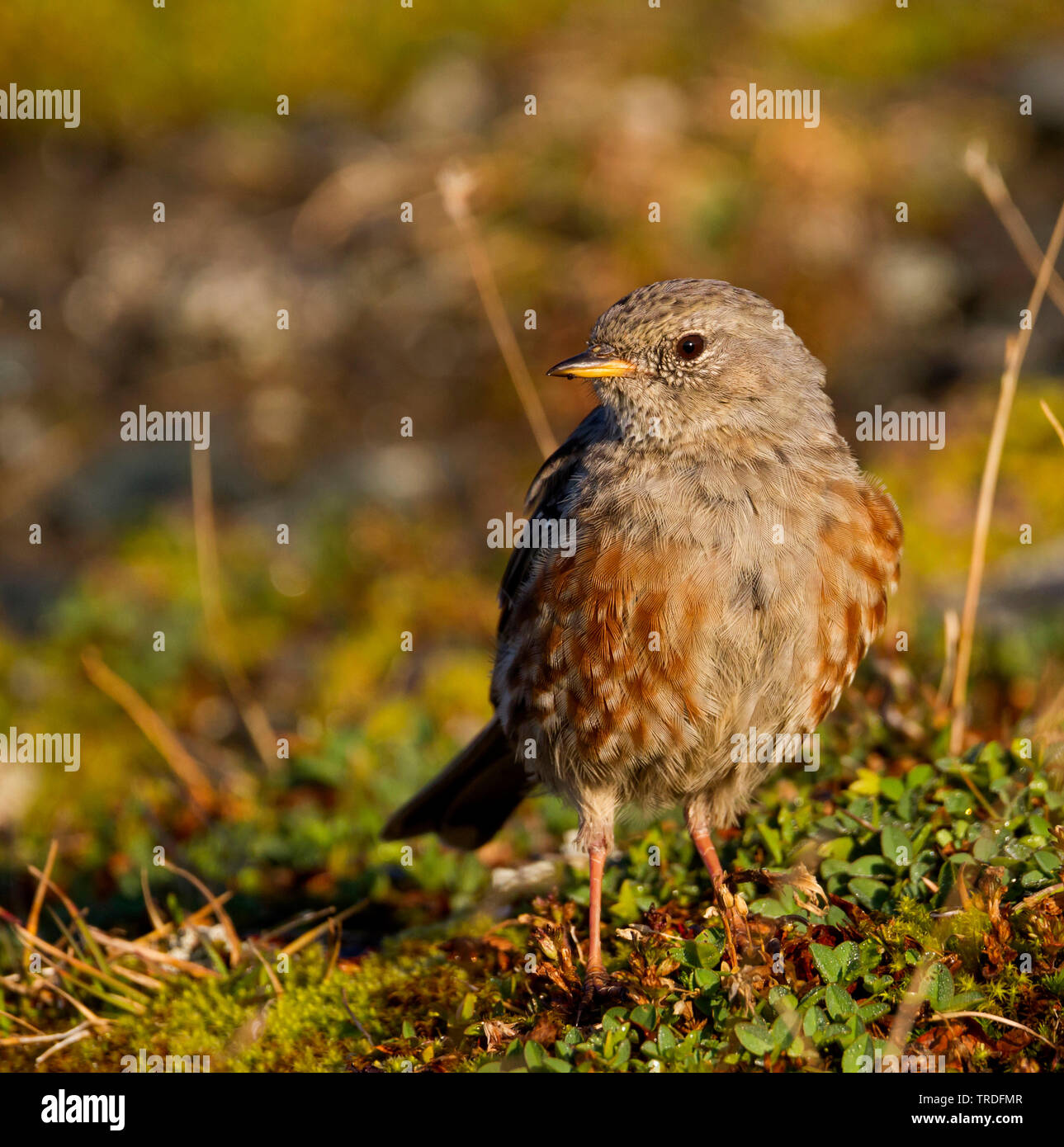 Alpine accentor (Prunella collaris, Prunella collaris collaris), juvénile, Suisse Banque D'Images