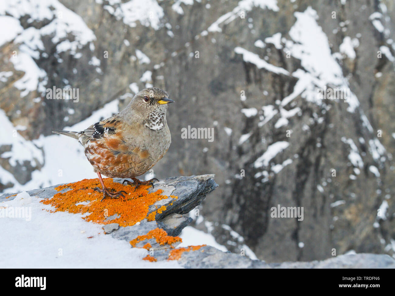 Alpine accentor (Prunella collaris, Prunella collaris collaris), dans les montagnes enneigées, Suisse Banque D'Images