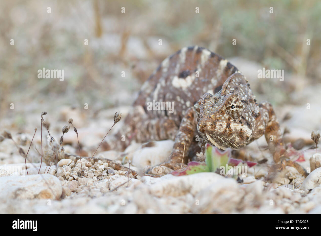 Chameleon Chamaeleo arabicus, arabe (Chamaeleo arabicus), dans le désert, Oman Banque D'Images