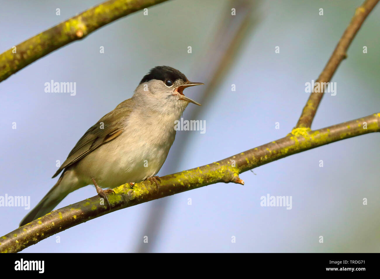 Blackcap (Sylvia atricapilla), mâle chanteur, Pays-Bas, Frise Banque D'Images