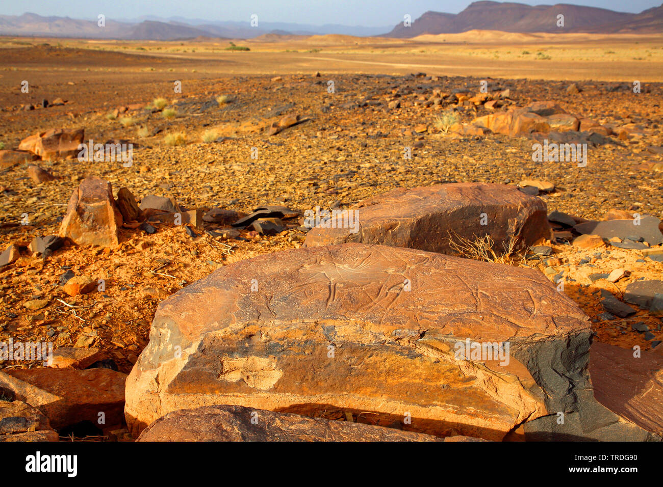 Pétroglyphes préhistoriques dans paysage de désert, Maroc, Alnif Banque D'Images